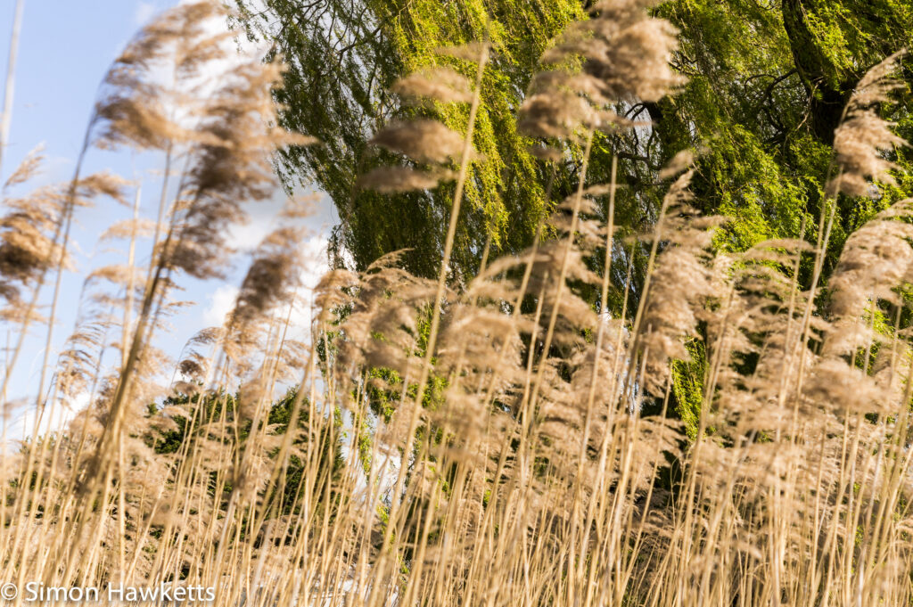 Pictures from Bressingham gardens in Norfolk - Reeds
