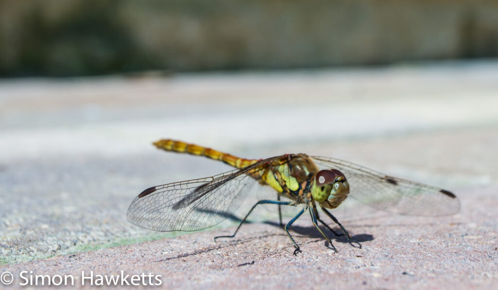 Pictures from Woburn Forest CenterParcs - Dragonfly