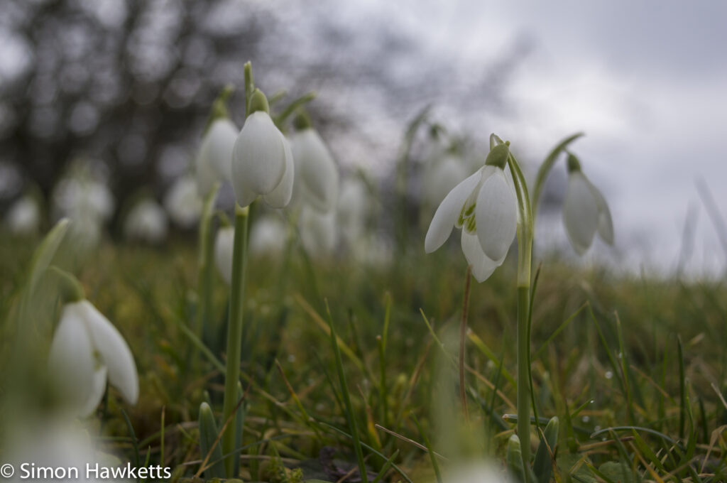 Pictures of Bennington Lordship - Snowdrops