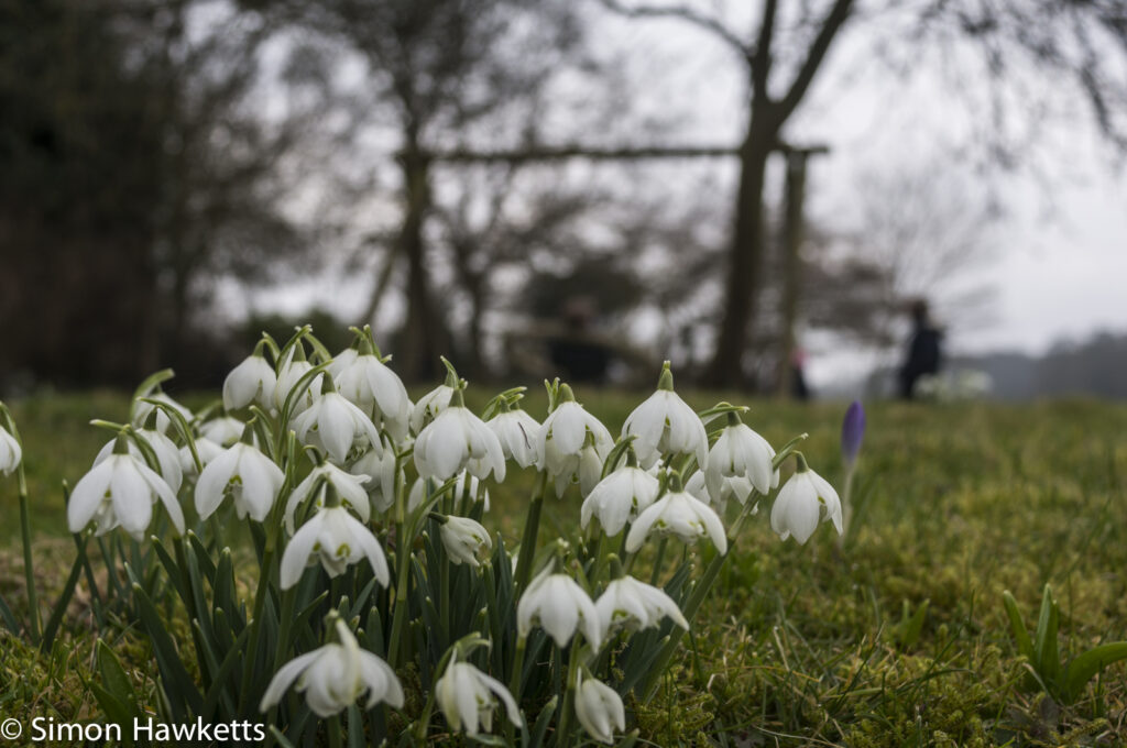 Pictures of Bennington Lordship - Snowdrops