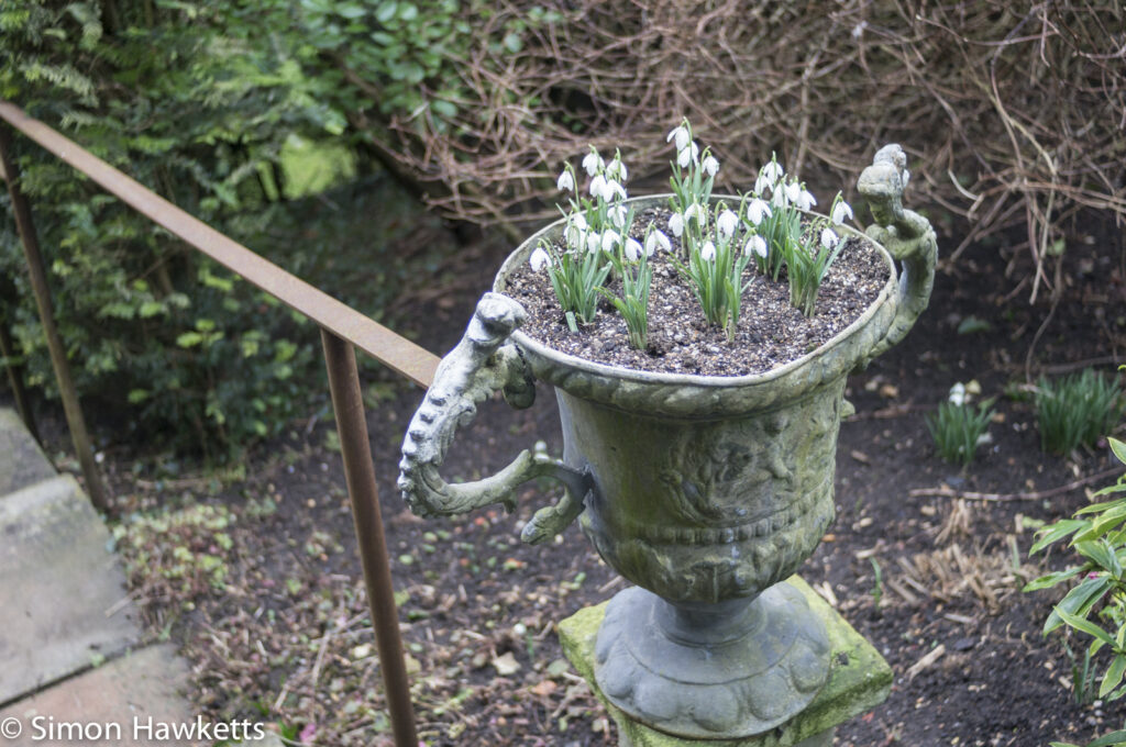 Pictures of Bennington Lordship - Snowdrops in a pot