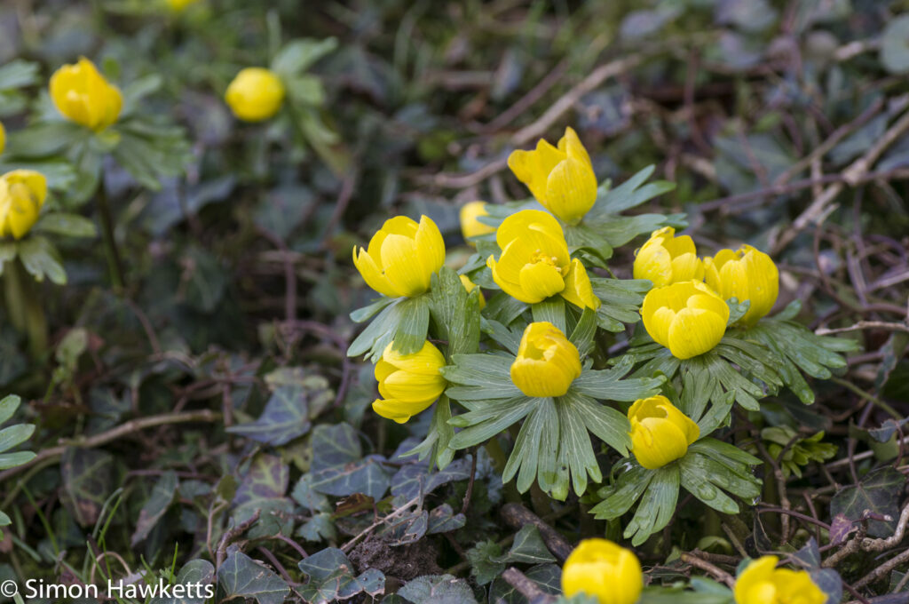 Pictures of Bennington Lordship - Winter Aconites