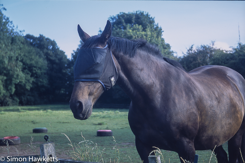 precisa ct 100 slide film pictures a horse in lincolnshire