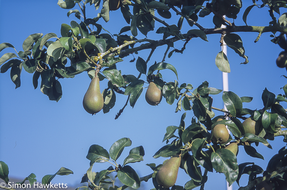 precisa ct 100 slide film pictures pears on the tree