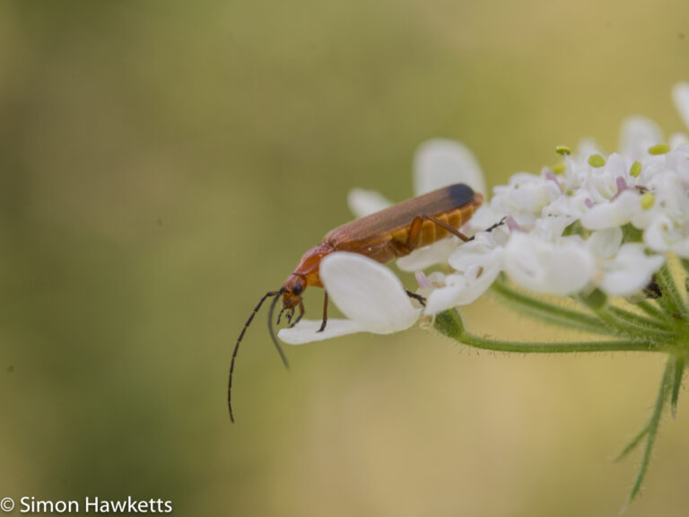 Ricoh GXR Leica A12 sensor with Macro lens - Soldier beetle