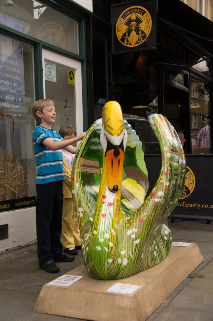 The swans of Wells 40 Ruralynne Shorer - no 45