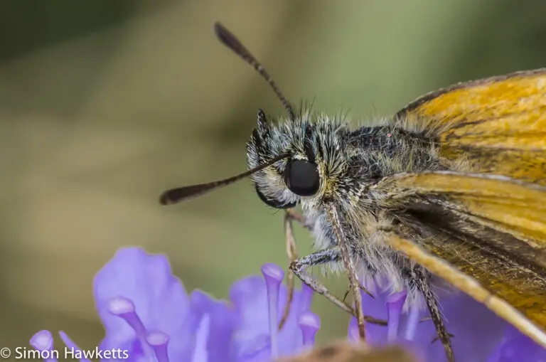 Macro photography - small skipper butterfly 7 Small skipper butterfly