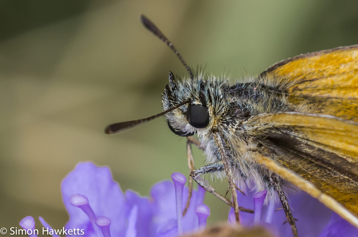 Small skipper butterfly