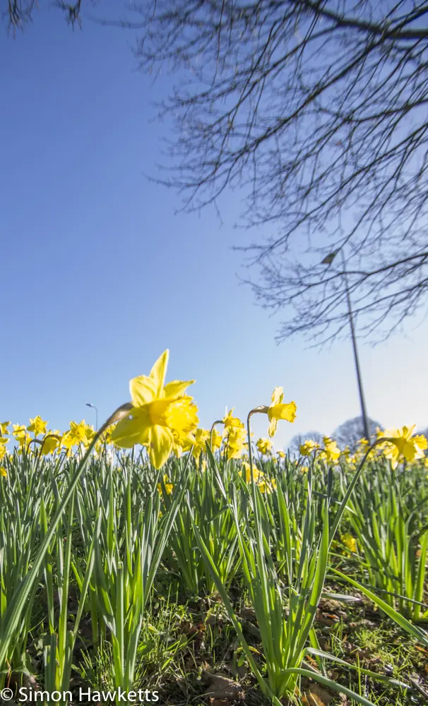 Spring in super wide angle 5 spring in super wide angle 4