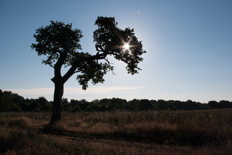 Sun through the branches of a tree