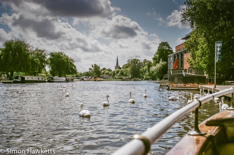 Swans on the River Avon