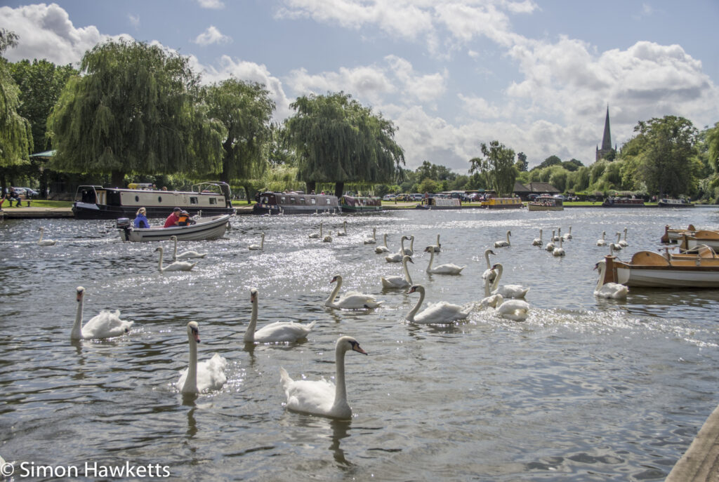 swans on the river avon 2