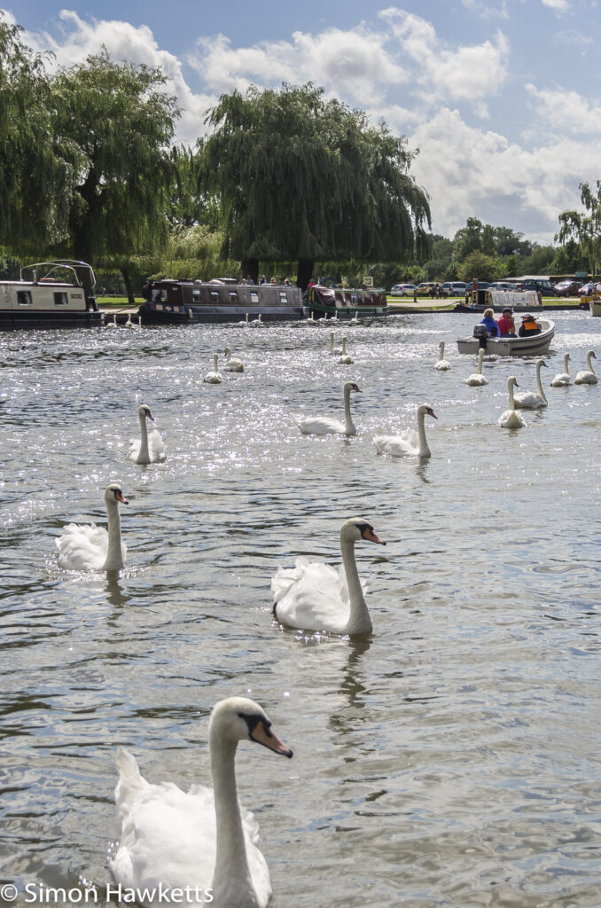 swans on the river avon