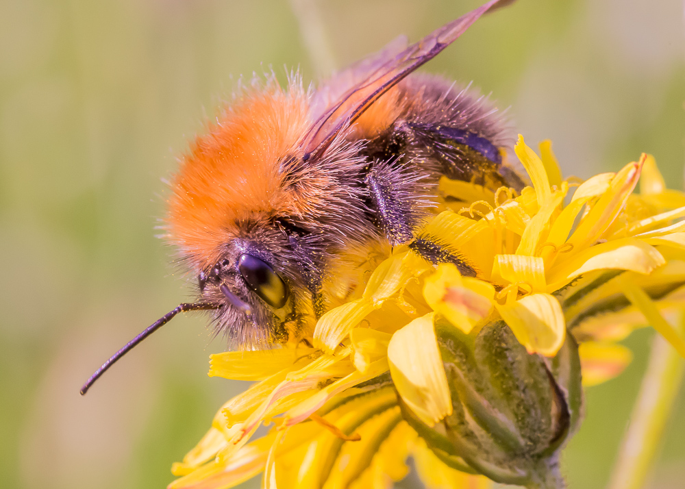 Tamron 90mm f/2.8 macro picture - Bumble bee extreme closeup