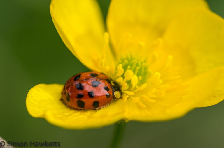 Tamron 90mm f/2.8 macro picture - Bury my head