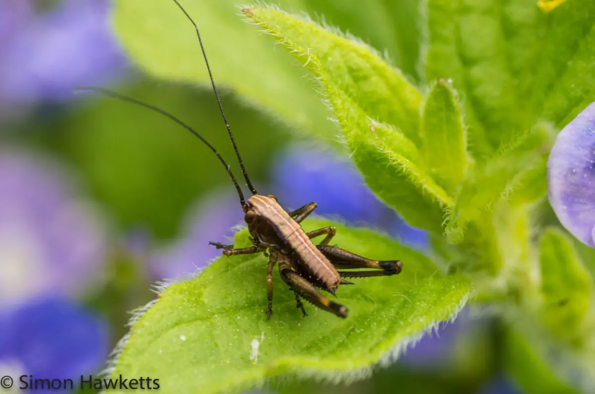 Cricket or Grasshopper ? 1 Tamron 90mm f/2.8 macro picture - Cricket or Grasshopper ?