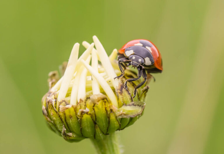 Tamron 90mm f/2.8 macro picture - Ladybird