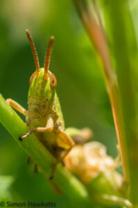 Tamron 90mm f/2.8 macro picture - Macro shot of a Grasshopper