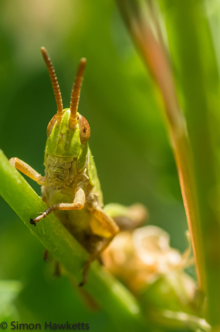 Tamron 90mm f/2.8 macro picture - Macro shot of a Grasshopper