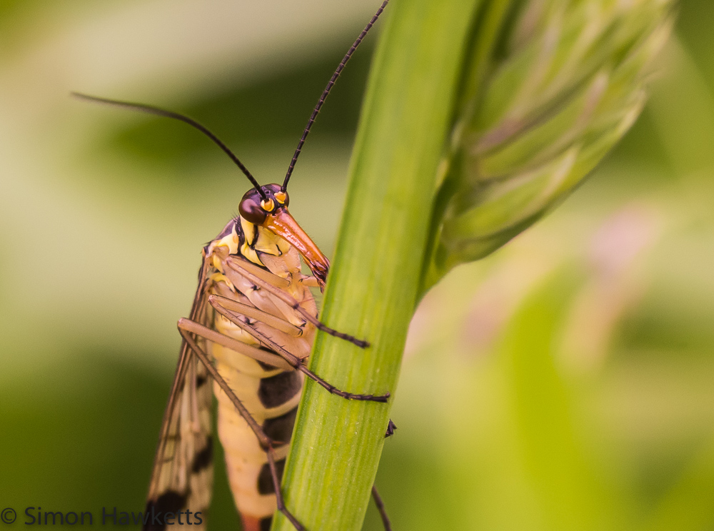 Tamron 90mm f/2.8 macro picture - Scorpion fly