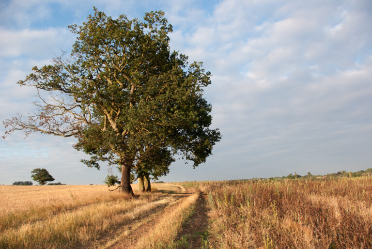 Three trees