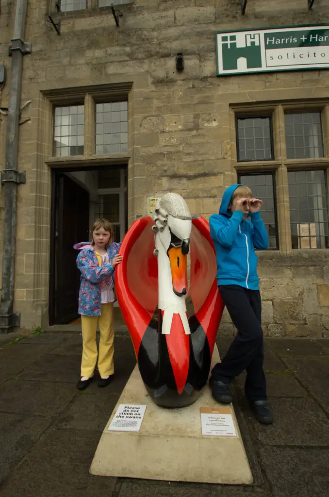 The swans of Wells 39 Up before the Beak - No 59