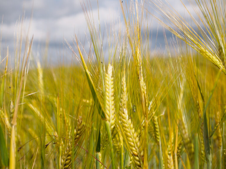 Fields of Wheat