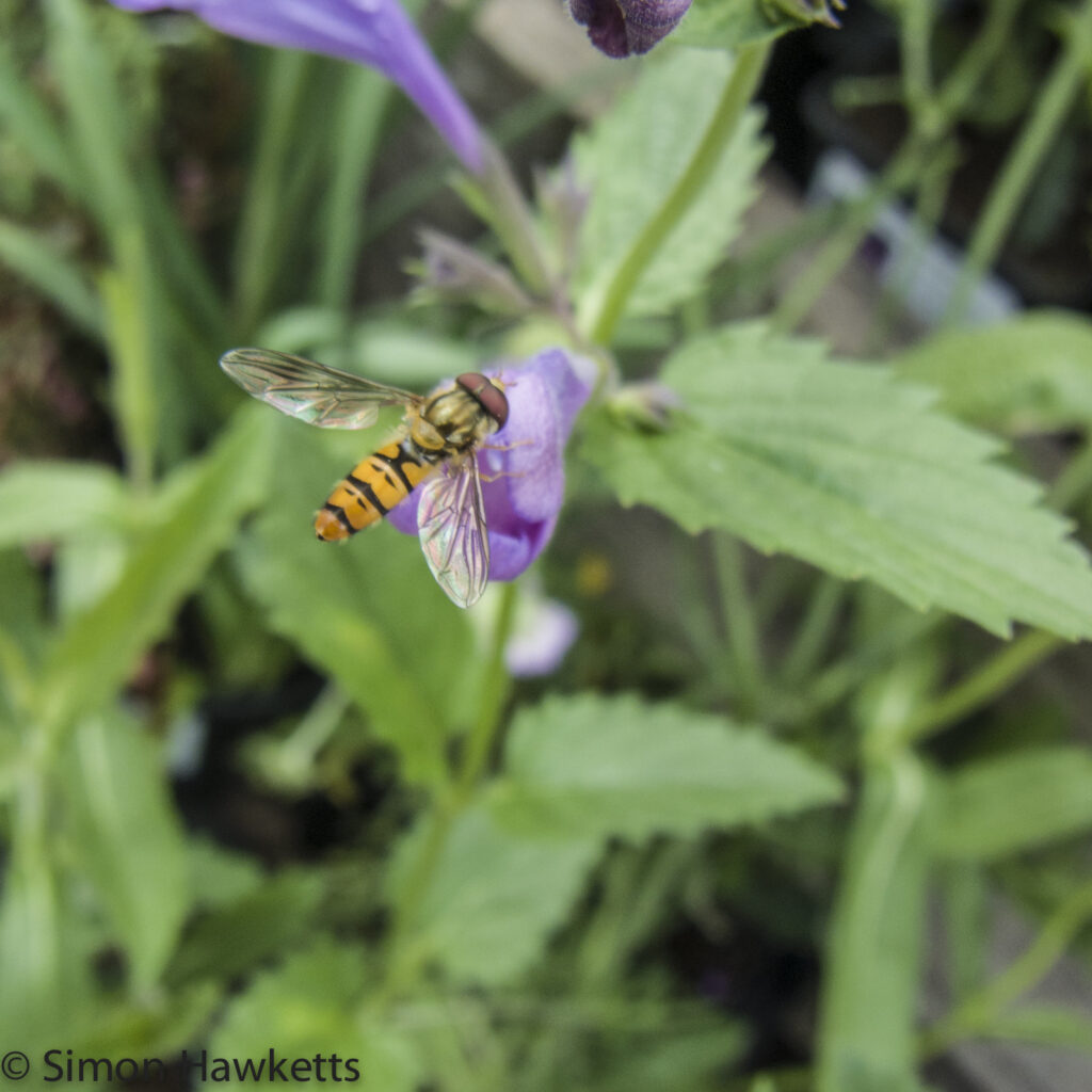 wimpole hall in cambridgeshire pictures hoverfly