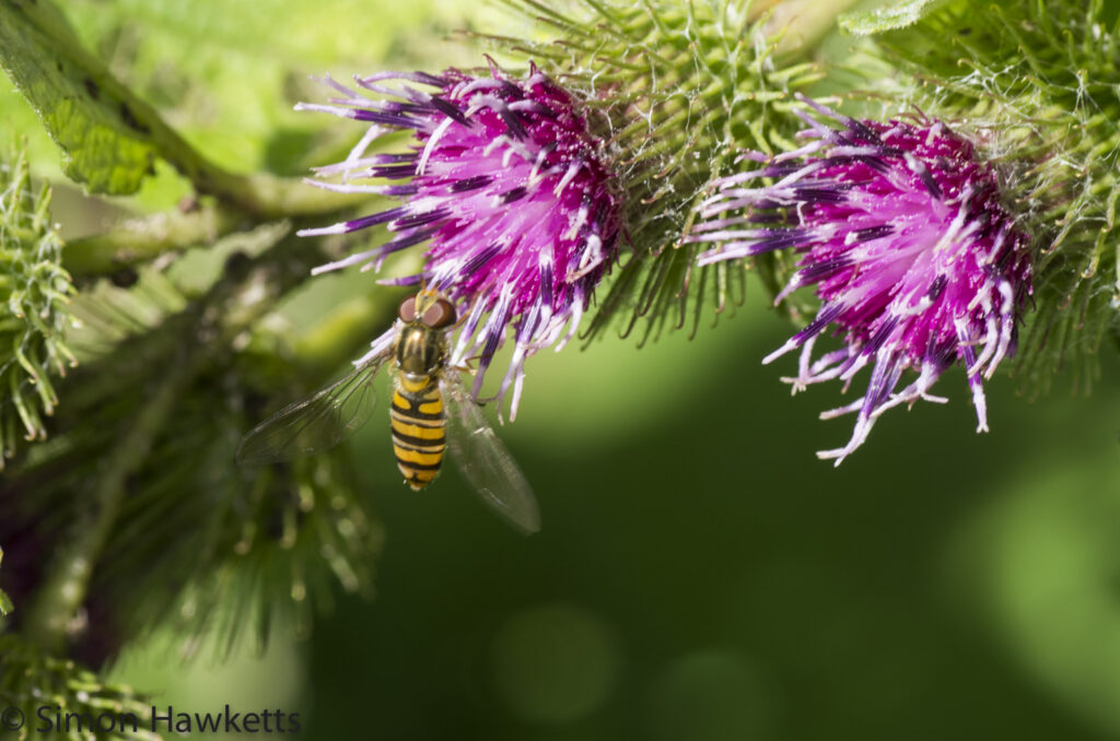wimpole hall in cambridgeshire pictures hoverfly 2