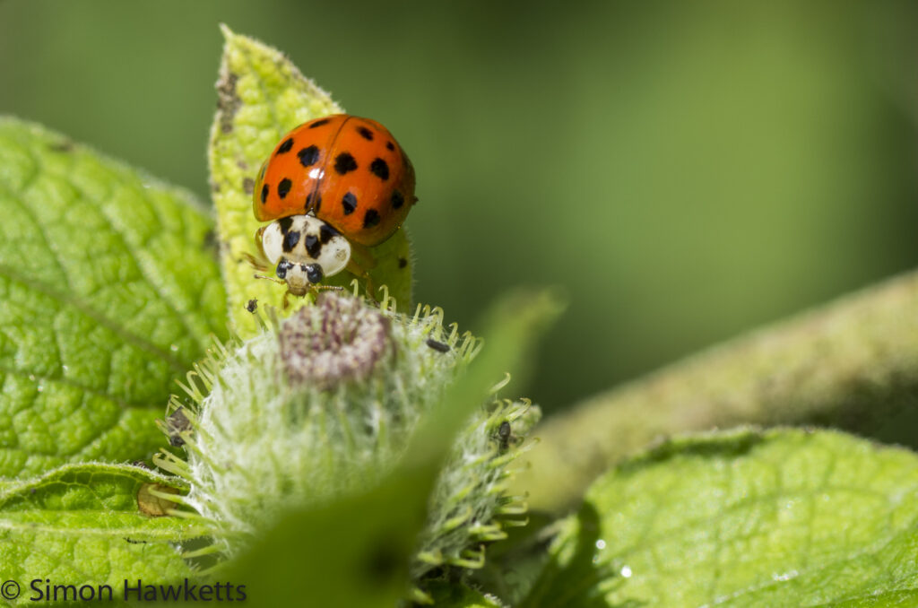 Wimpole Hall in Cambridgeshire pictures - Ladybird