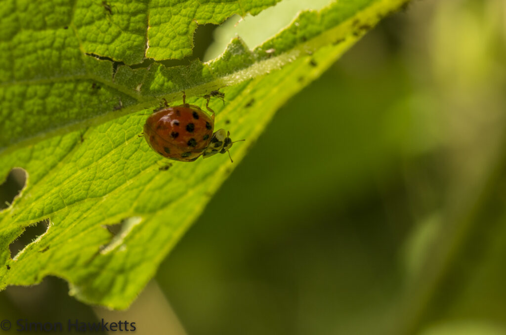 wimpole hall in cambridgeshire pictures ladybird under a leaf