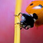 One of the first photos I took with my new macro rig