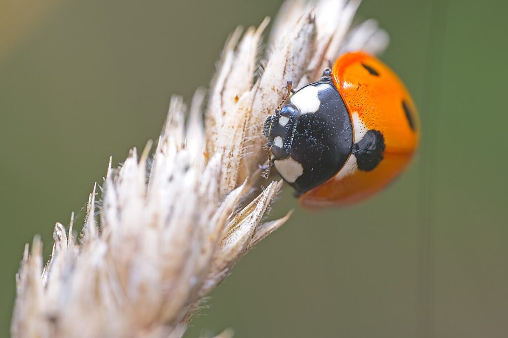 Trying out my new Macro rig for 2025 6 DSF4033