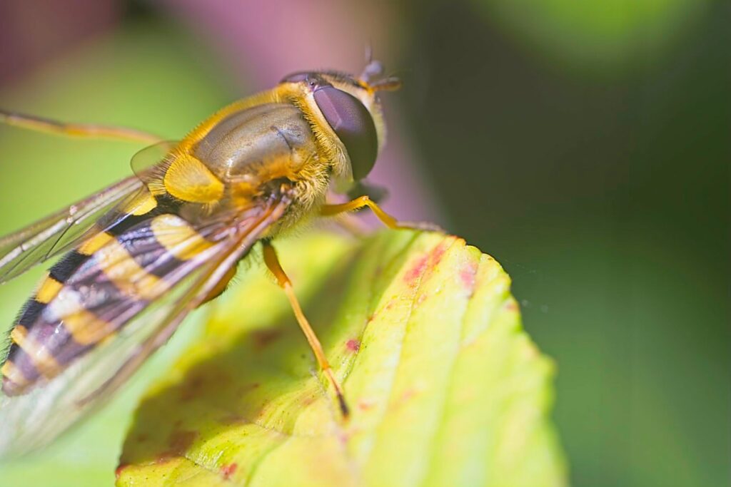 Trying out my new Macro rig for 2025 14 DSF4208